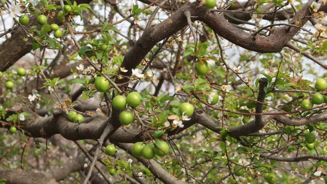 İlk hasadı yapıldı, fiyatı dudak uçuklatıyor: Erik çeyrek altın fiyatıyla yarışıyor 2